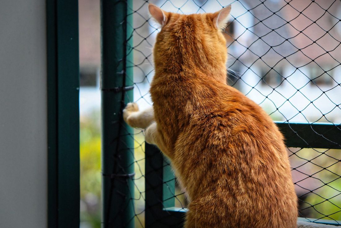 Rote Katze sitzt geschützt hinter einem montierten Katzennetz am Balkon.